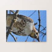 Puzzle Aigle à queue rouge qui vous regarde (Horizontal)