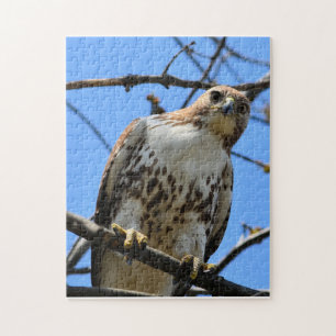 Puzzle Aigle à queue rouge qui vous regarde