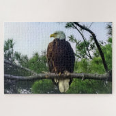 Puzzle Aigle mûre majestueux perché dans l'arbre (Horizontal)