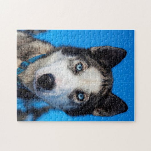 Puzzle Alaska Husky. (Horizontal)