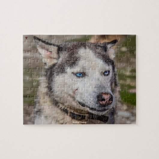Puzzle Alaskan Huskey (Horizontal)
