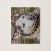 Puzzle Alaskan Huskey (Vertical)