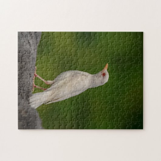 Puzzle Albino Robin dans Crown Point (Horizontal)