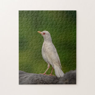 Puzzle Albino Robin dans Crown Point