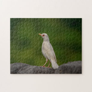 Puzzle Albino Robin dans Crown Point