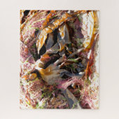 PUZZLE ALGUES (Vertical)