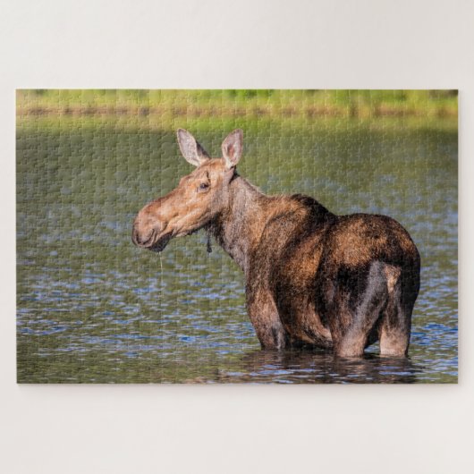 Puzzle Alimentation de l'orignal dans le parc national de (Horizontal)