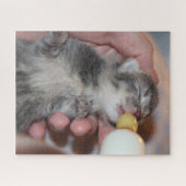 Puzzle Alimentation en bouteille Tabby Kitten nouveau-né (Horizontal)