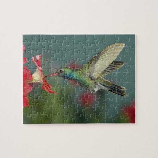 Puzzle alimentation mâle sur Petunia, Madera Canyon, Ariz (Horizontal)