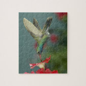 Puzzle alimentation mâle sur Petunia, Madera Canyon, Ariz (Vertical)