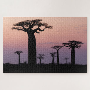 Puzzle Allée des Baobabs, Madagascar, Morondava, Afrique,