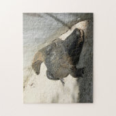 Puzzle Alligator, Fort Lauderdale, Floride (Vertical)