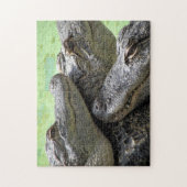 Puzzle Alligator Trois Amigos (Vertical)
