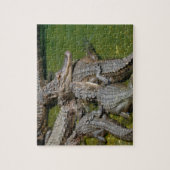 Puzzle Alligators américains (Vertical)