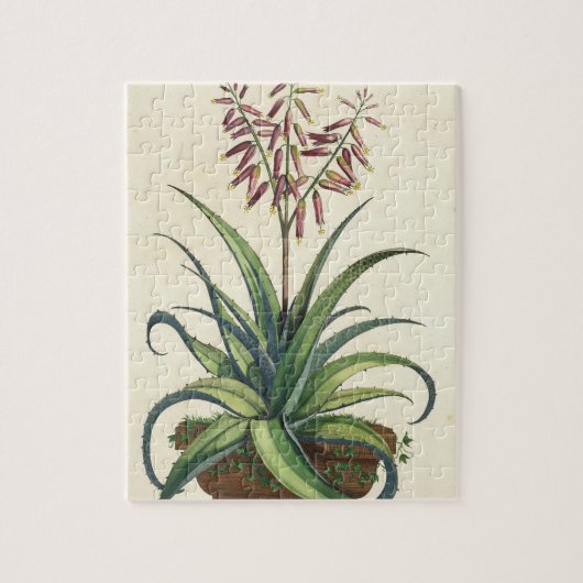 Puzzle Aloès Vera vulgaris, de "Phytographia Curiosa", p (Vertical)