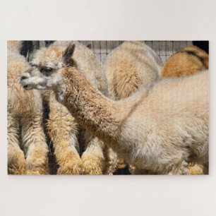 Puzzle alpacas à la ferme