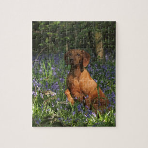 Puzzle Ambre