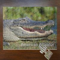 American Alligator - Photographie de la faune