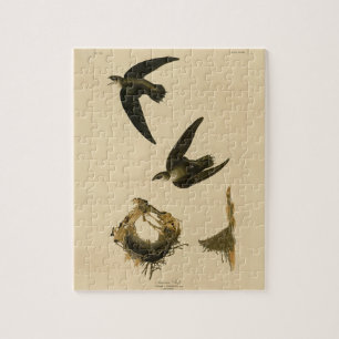 Puzzle American (Chimney) Swift Audubon, Birds of America
