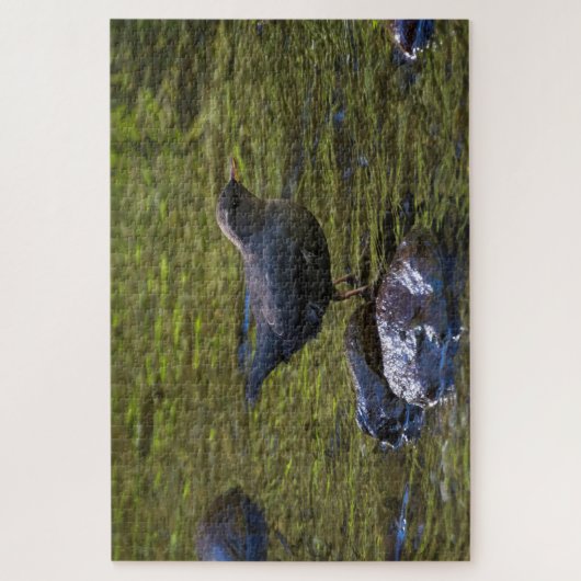 Puzzle American Dipper (Vertical)