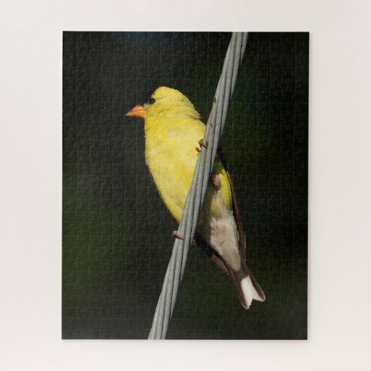 Puzzle American Gold Finch - arrière - plan vert foncé (Vertical)