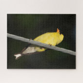 Puzzle American Gold Finch - arrière - plan vert foncé (Horizontal)