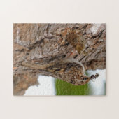 Puzzle American Treecreeper avec bug (Horizontal)