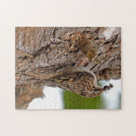 Puzzle American Treecreeper avec bug (Horizontal)