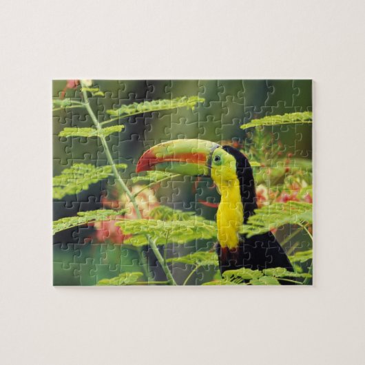 Puzzle Amérique centrale, Honduras. Toucan à prix Keel (Horizontal)