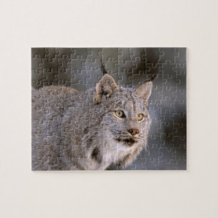 Puzzle Amérique du Nord, États-Unis, Alaska, Haines. Lynx