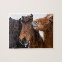 Amis du cheval islandais, Islande