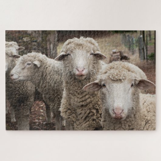 Puzzle Amis du mouton (Horizontal)