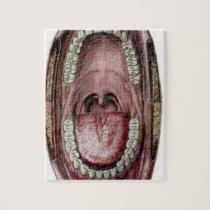 Puzzle anatomie de bouche