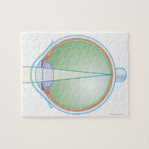 Puzzle Anatomie de l'oeil