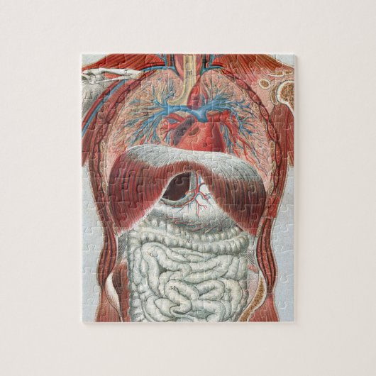 Puzzle Anatomie du corps humain (Vertical)