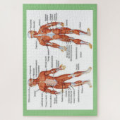 Puzzle Anatomie humaine (Vertical)