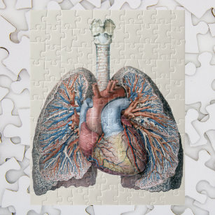Puzzle Anatomie humaine vintage Poumons Coeur Organes San