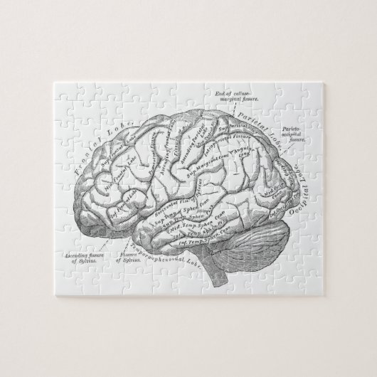 Puzzle Anatomie vintage de cerveau (Horizontal)