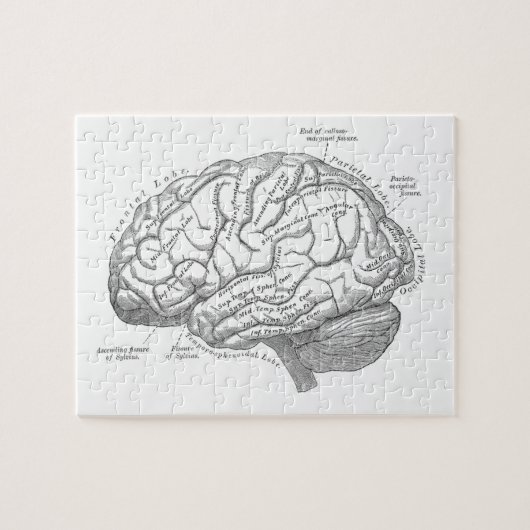 Puzzle Anatomie vintage de cerveau (Horizontal)