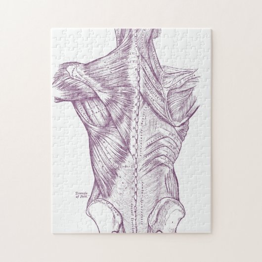 Puzzle Anatomie vintage dessinant les muscles du dos (Vertical)