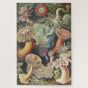 Puzzle Anémones de mer, Actiniae Seeanemonen Ernst Haeck