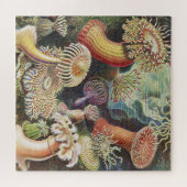 Puzzle Anémones de mer, Actiniae Seeanemonen Ernst Haecke (Horizontal)
