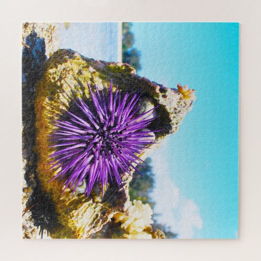 Puzzle Anémonies maritimes (Horizontal)