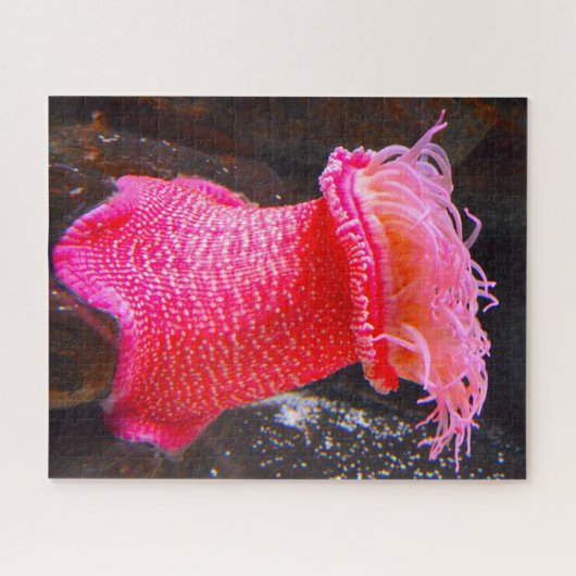 Puzzle Anémonies maritimes (Horizontal)