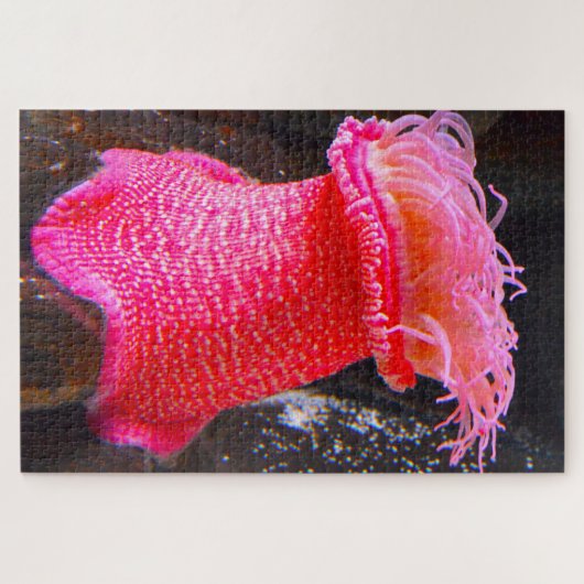 Puzzle Anémonies maritimes (Horizontal)