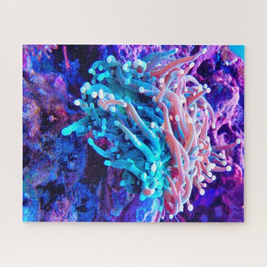 Puzzle Anémonies maritimes (Horizontal)