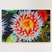 Puzzle Anémonies maritimes (Horizontal)