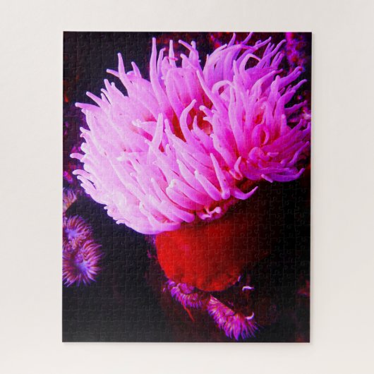 Puzzle Anémonies maritimes (Vertical)