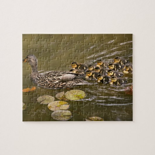 Puzzle Animal - Canards - Nager comme un canard (Horizontal)