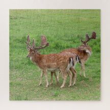 animal, cerf, nature, faune, sauvage, cerf, forêt